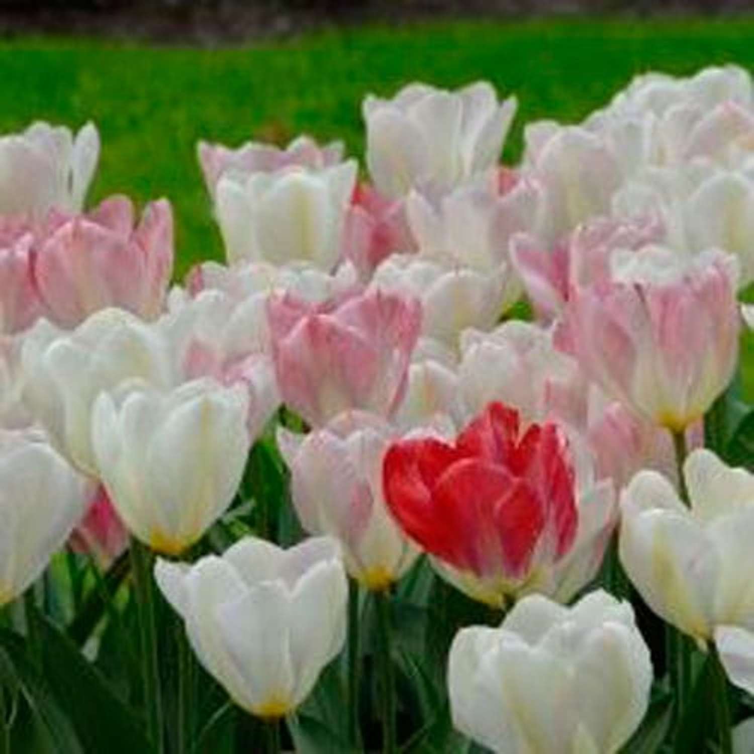 Tulppaani 'Flaming Purissima'